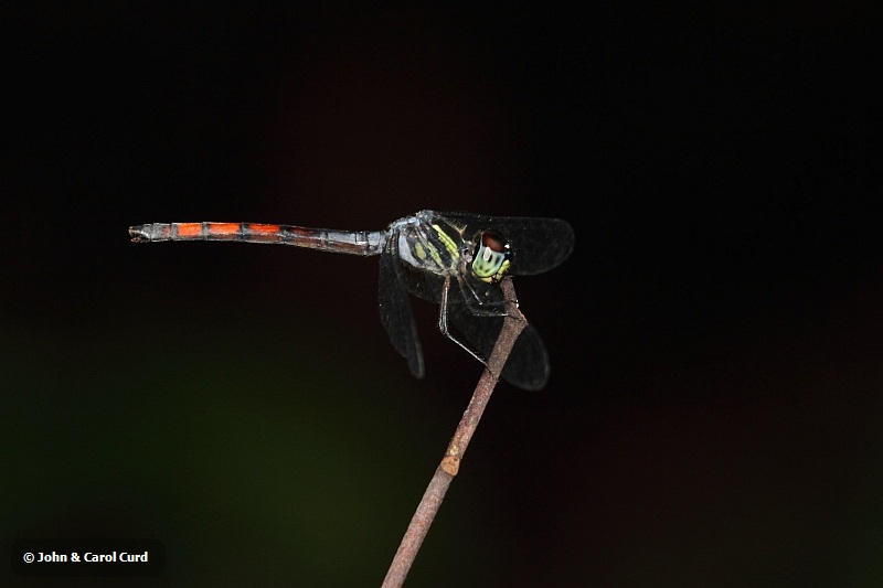 J01_2144 Nesoxenia lineata.JPG